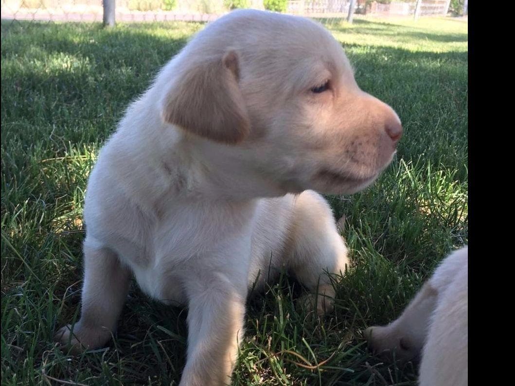 Labrador Retriever Puppies breeder image 21