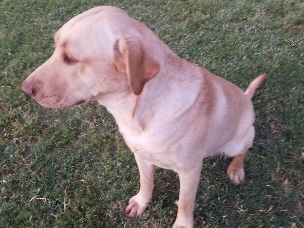 Labrador Retriever Puppies breeder image 20