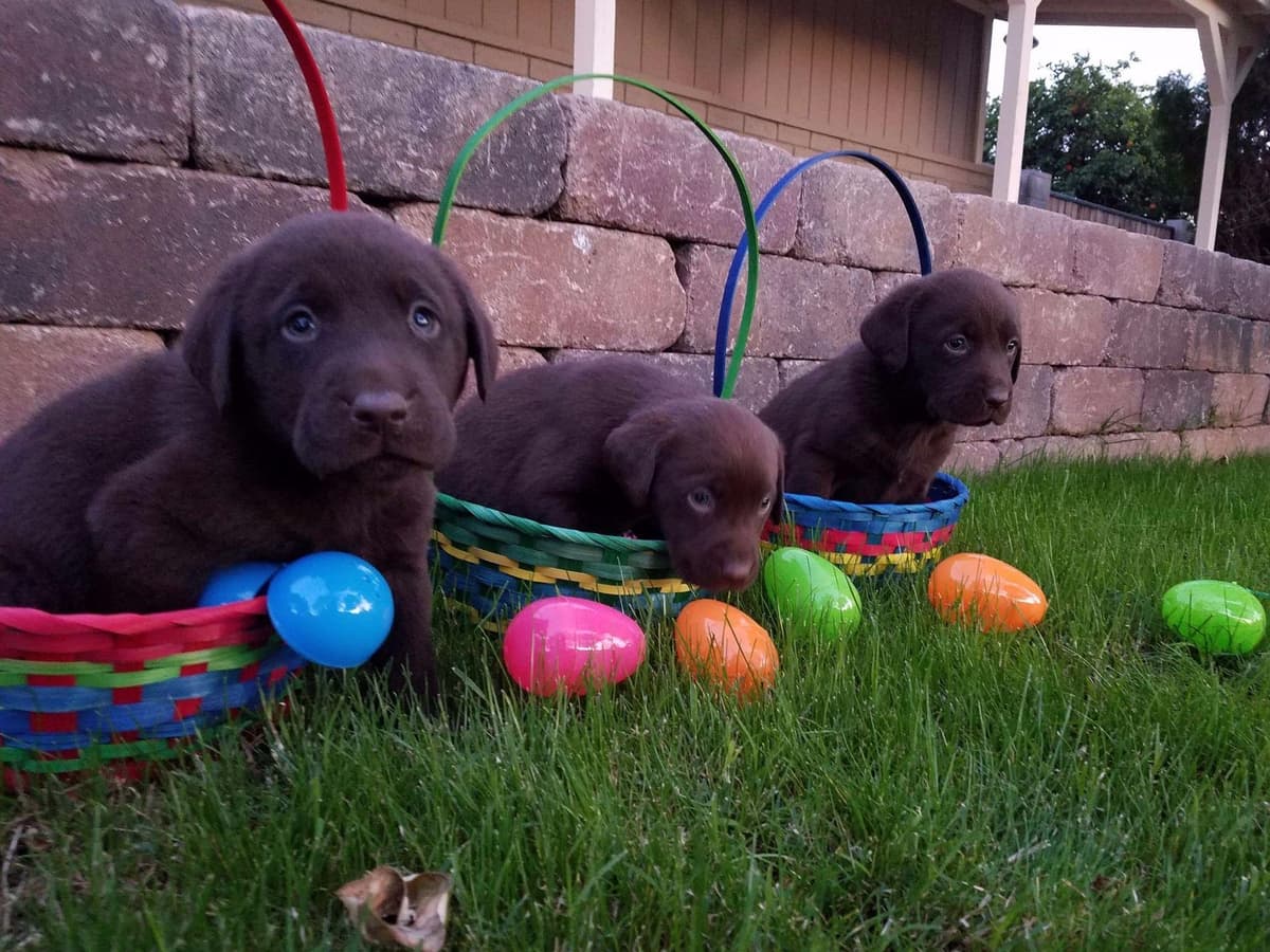 Labrador Retriever Puppies breeder image 18