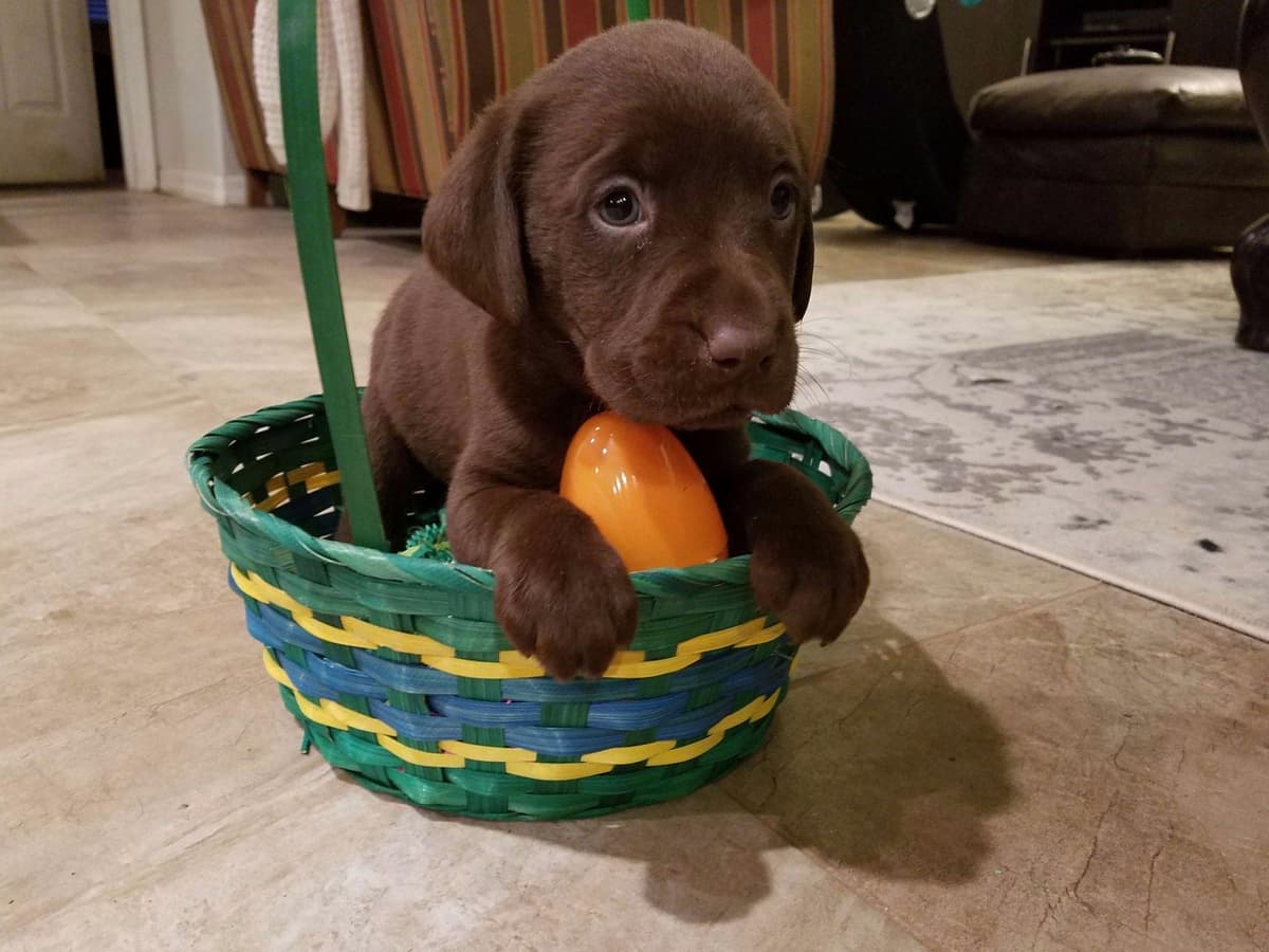 Labrador Retriever Puppies breeder image 17