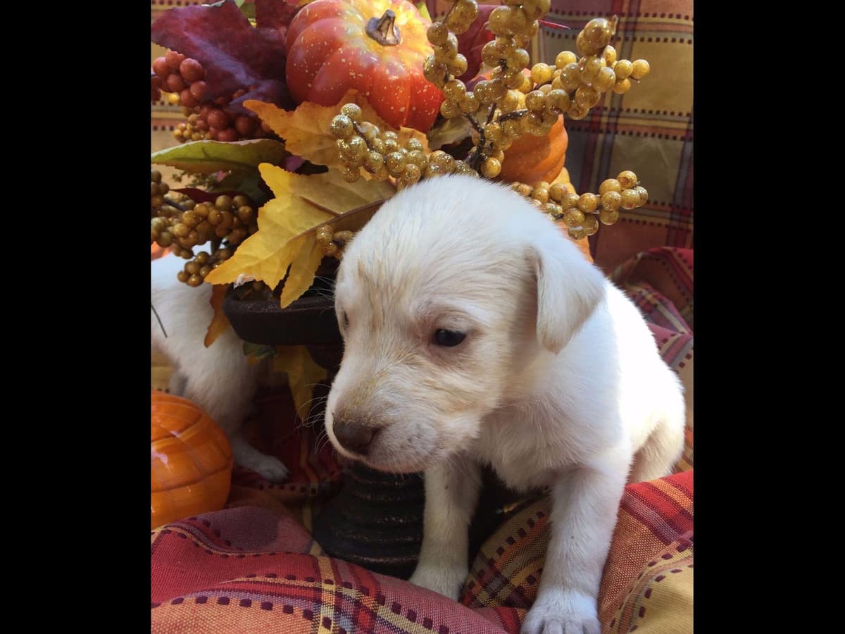 Labrador Retriever Puppies breeder image 15