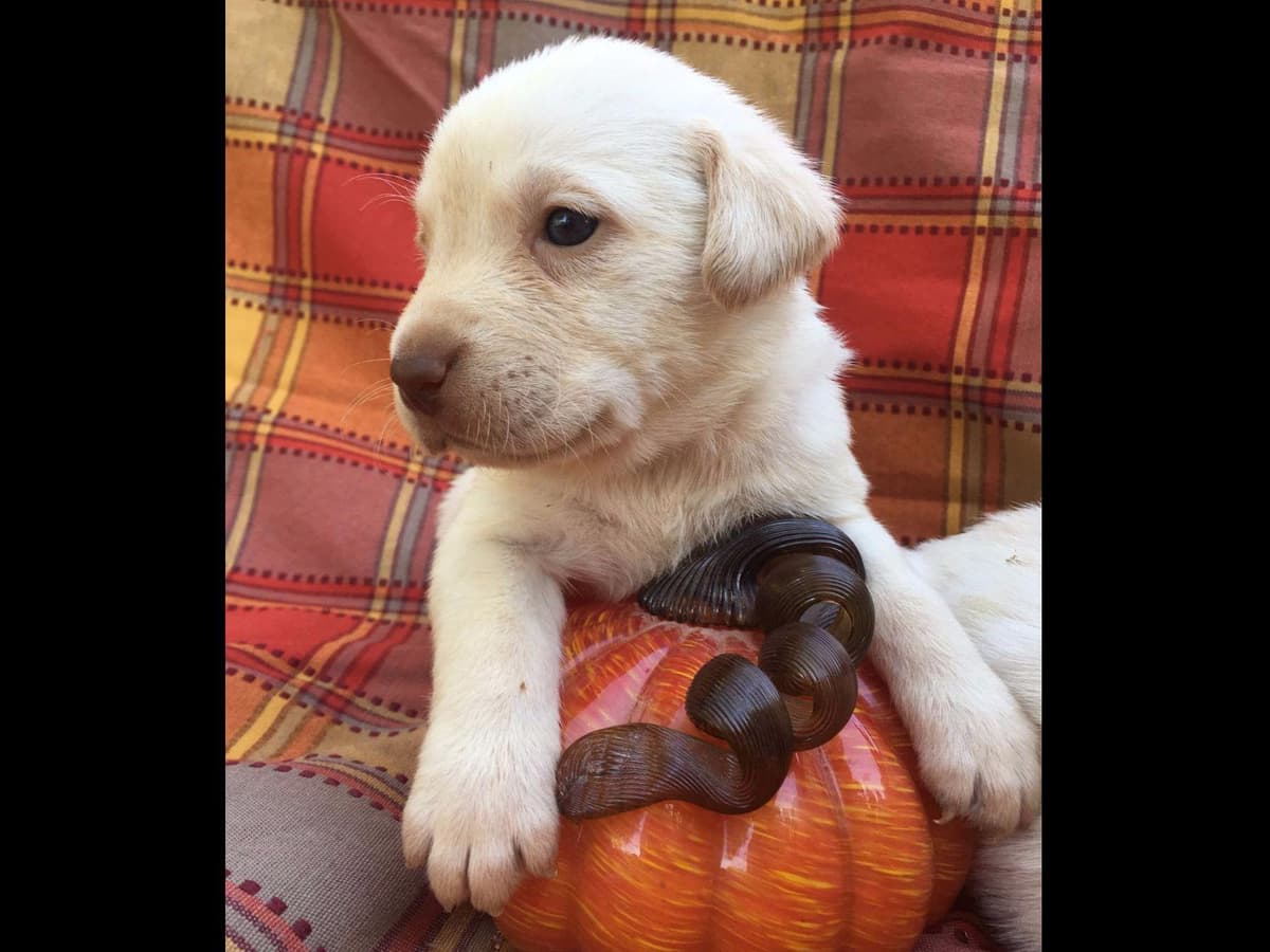 Labrador Retriever Puppies breeder image 14