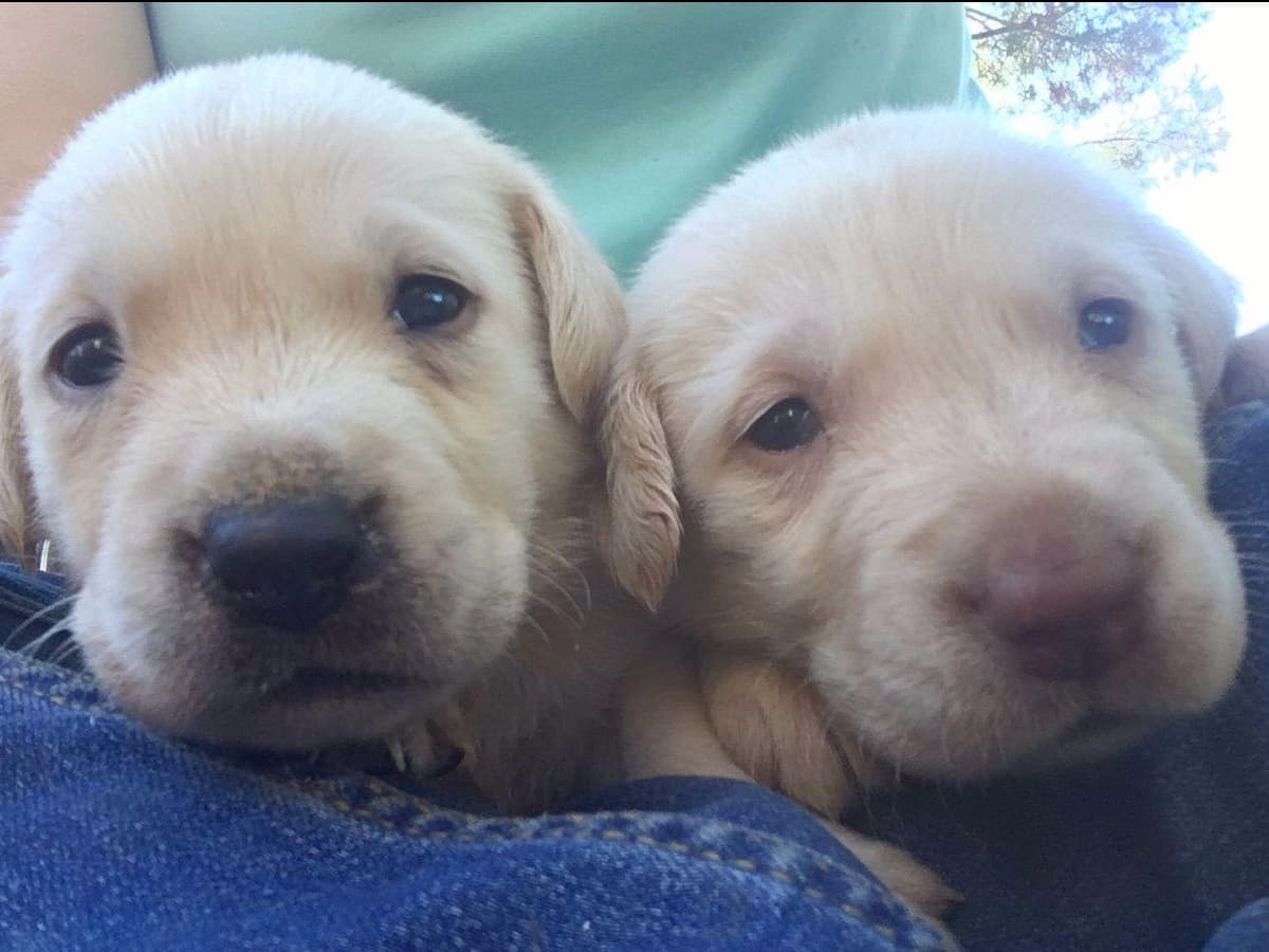 Labrador Retriever Puppies breeder image 13