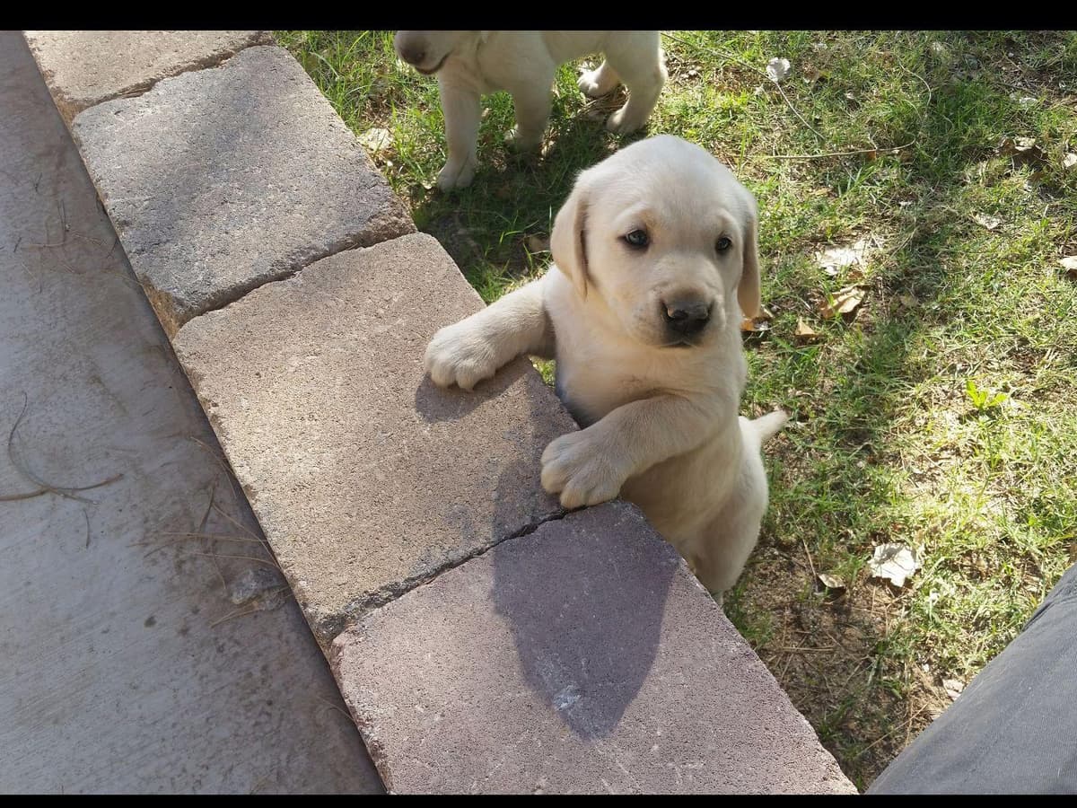 Labrador Retriever Puppies breeder image 4