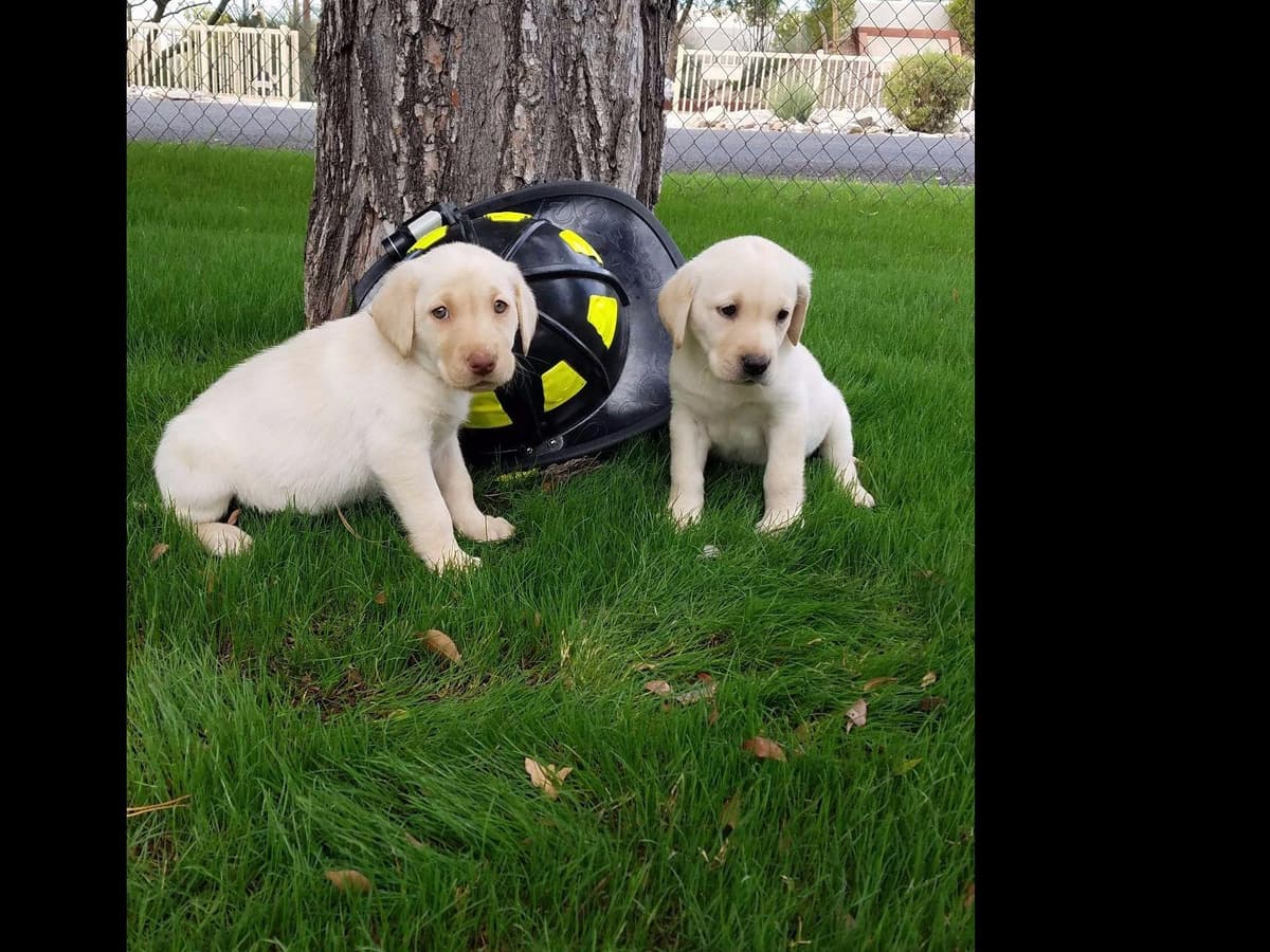 Labrador Retriever Puppies breeder image 11