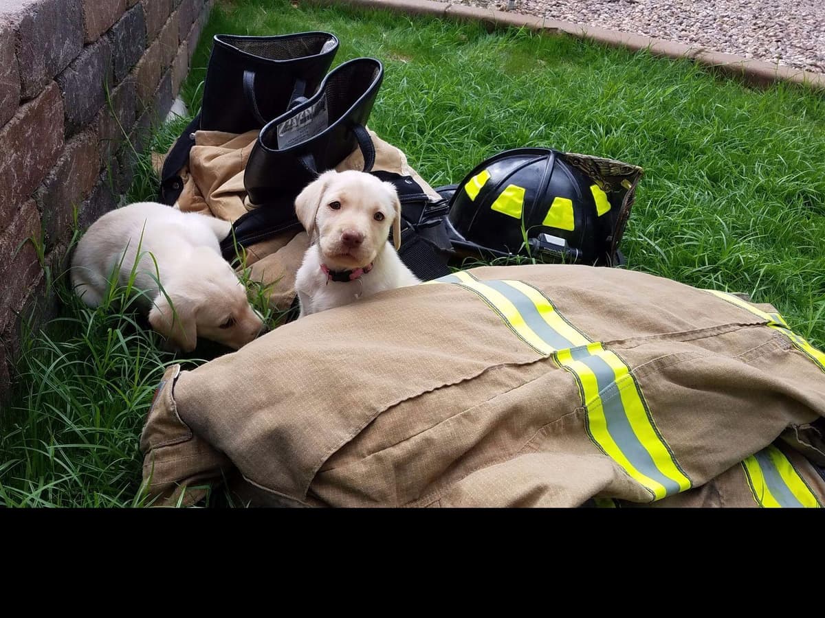 Labrador Retriever Puppies breeder image 10