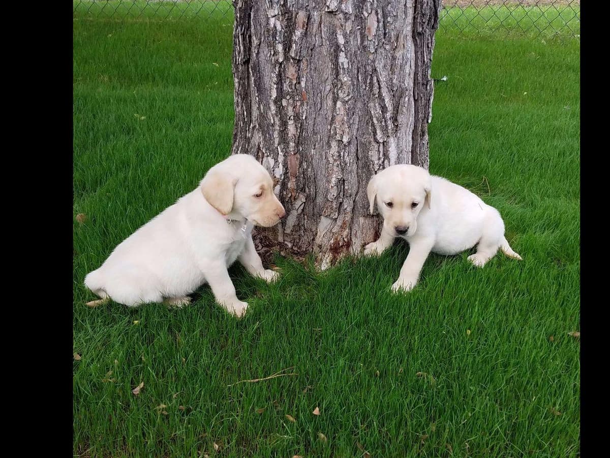 Labrador Retriever Puppies breeder image 9