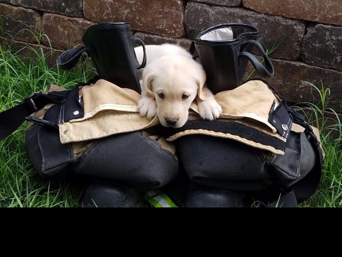 Labrador Retriever Puppies breeder image 8