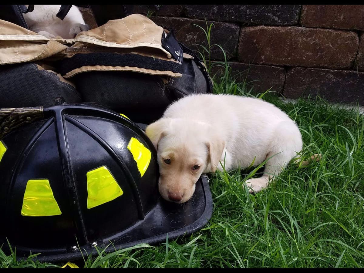 Labrador Retriever Puppies breeder image 7