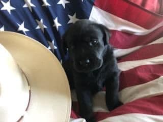 Labrador Retriever Puppies breeder image 1