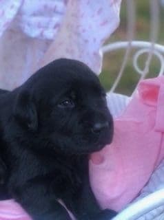 Labrador Retriever Puppies breeder image 25