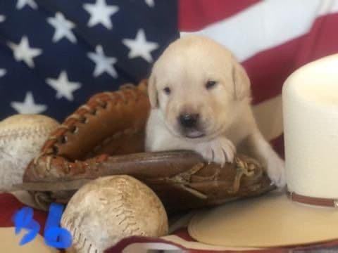Labrador Retriever Puppies breeder image 3