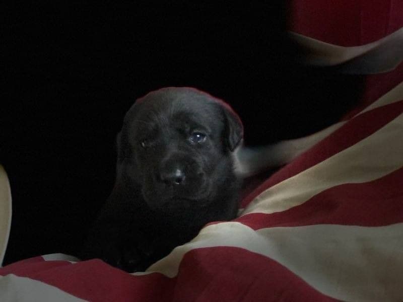 Labrador Retriever Puppies breeder image 26