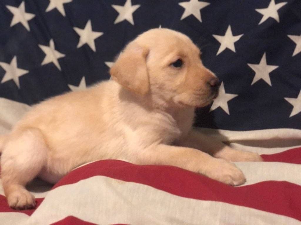Labrador Retriever Puppies breeder image 27