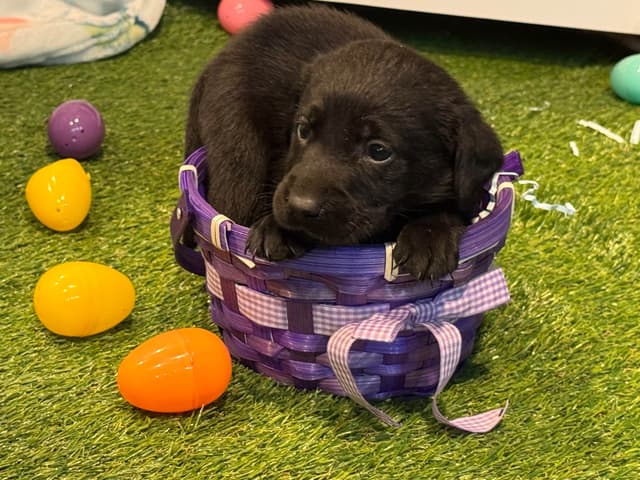 Labrador Retriever Puppies media 2
