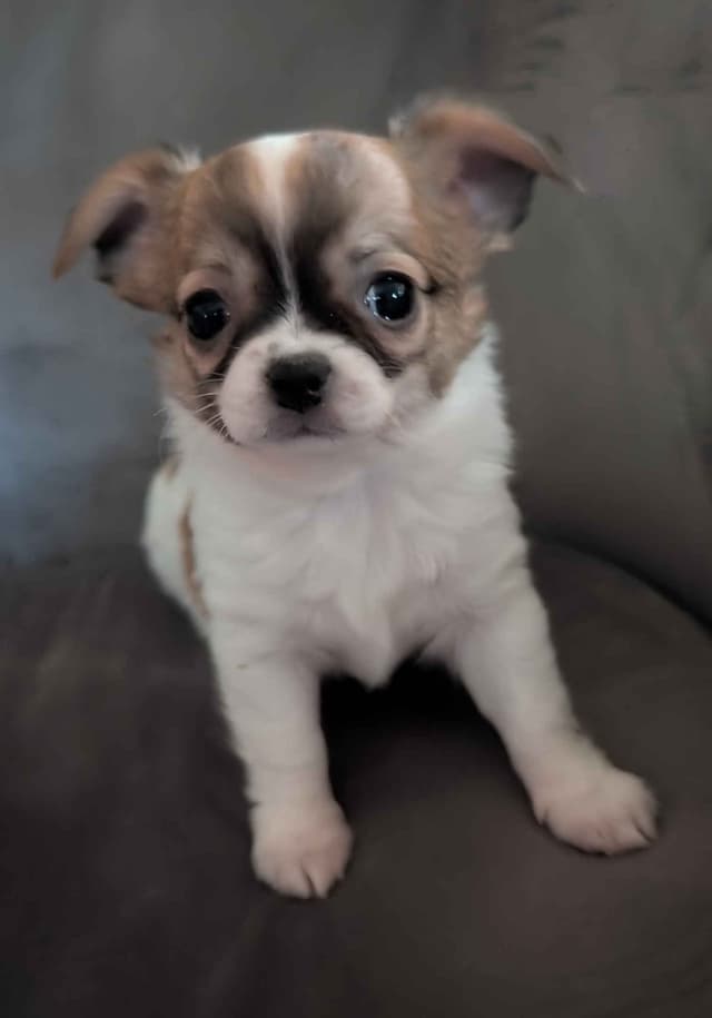 Chihuahua Puppies media 2