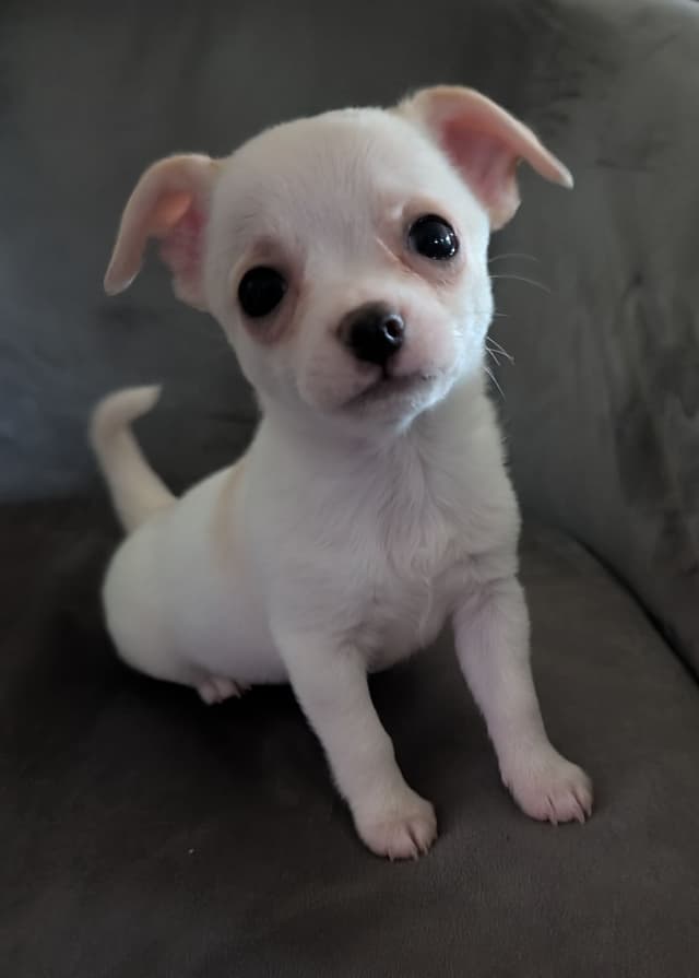 Chihuahua Puppies media 3