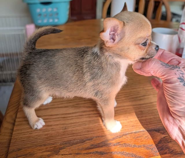Chihuahua Puppies media 4