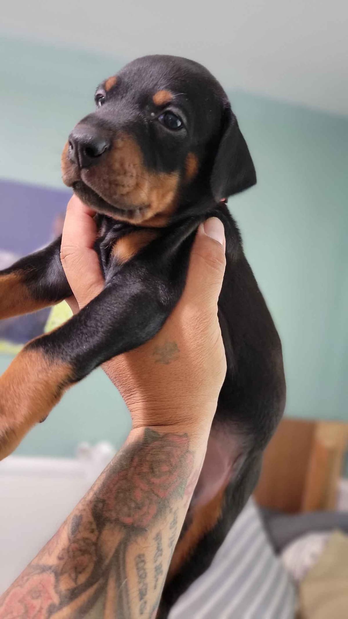 100% High Drive European Doberman Puppies breeder image 1