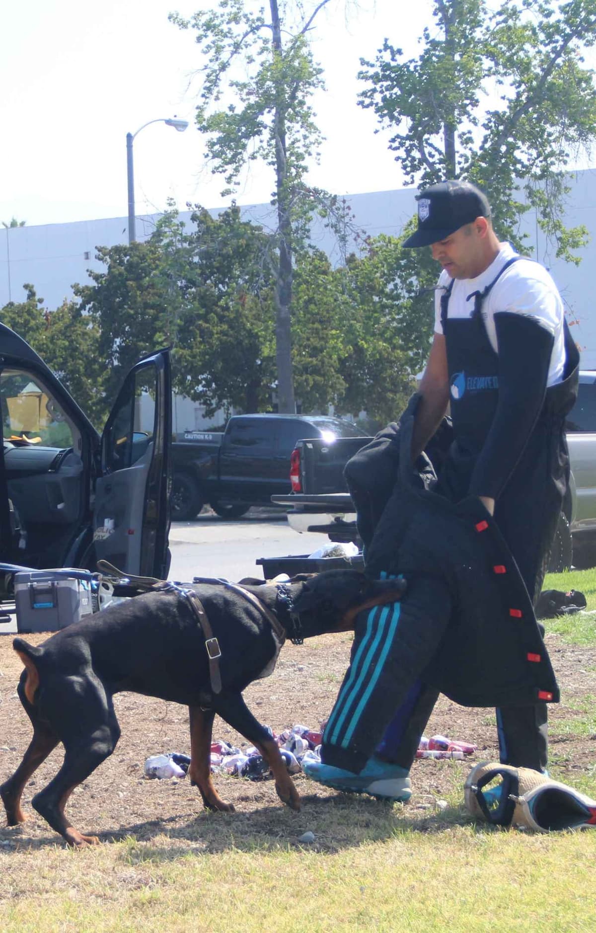 100% High Drive European Doberman Puppies breeder image 3