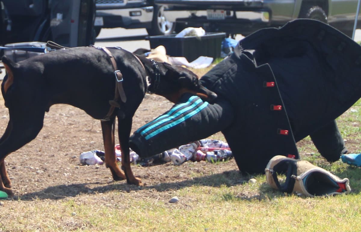 100% High Drive European Doberman Puppies breeder image 4