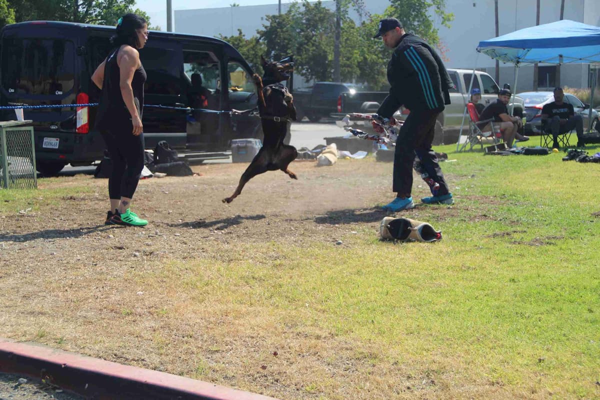 100% High Drive European Doberman Puppies breeder image 7