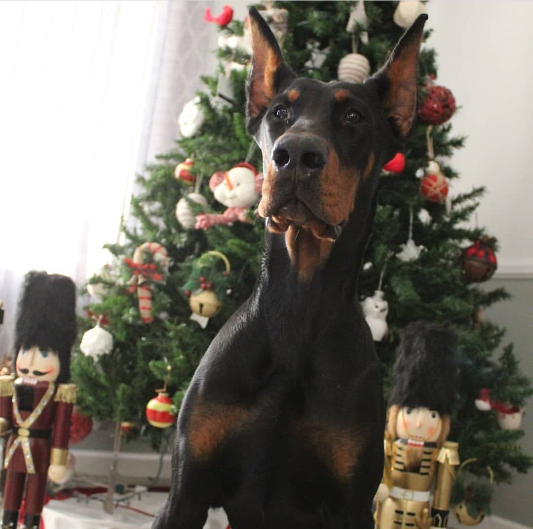 100% High Drive European Doberman Puppies breeder image 8