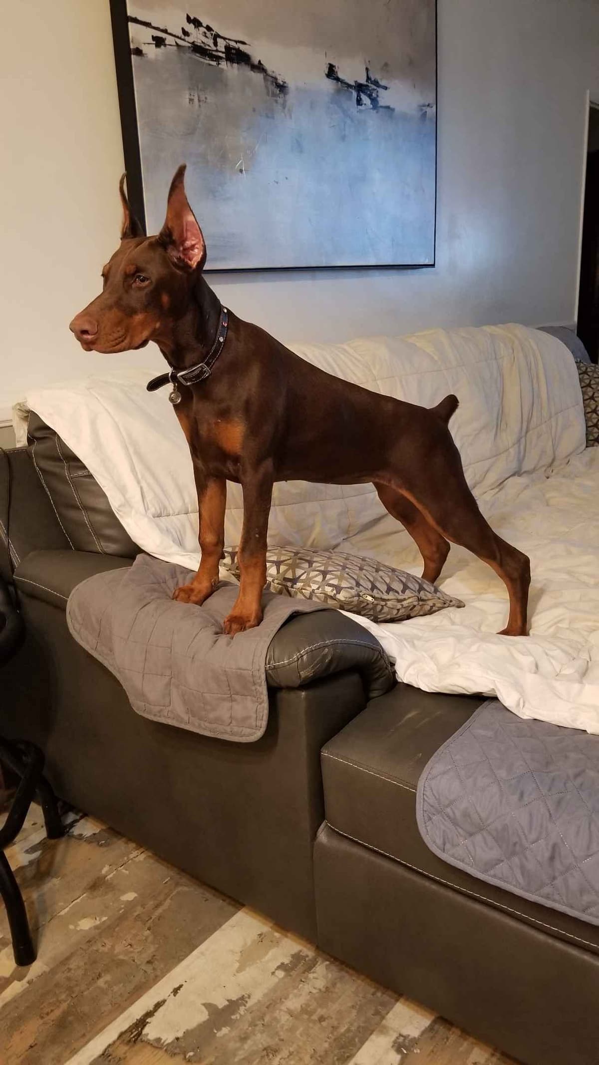 100% High Drive European Doberman Puppies breeder image 9