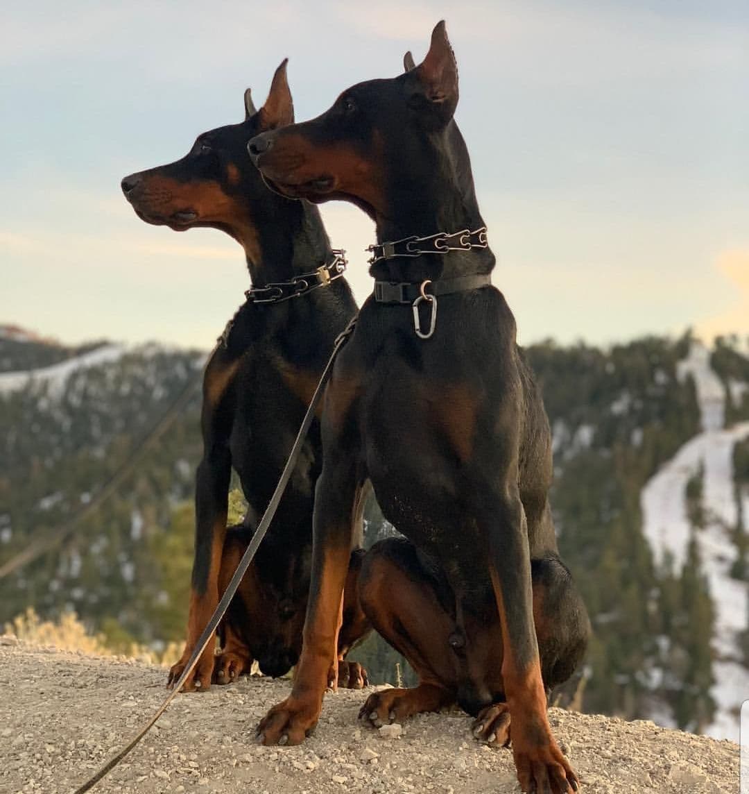 100% High Drive European Doberman Puppies breeder image 10