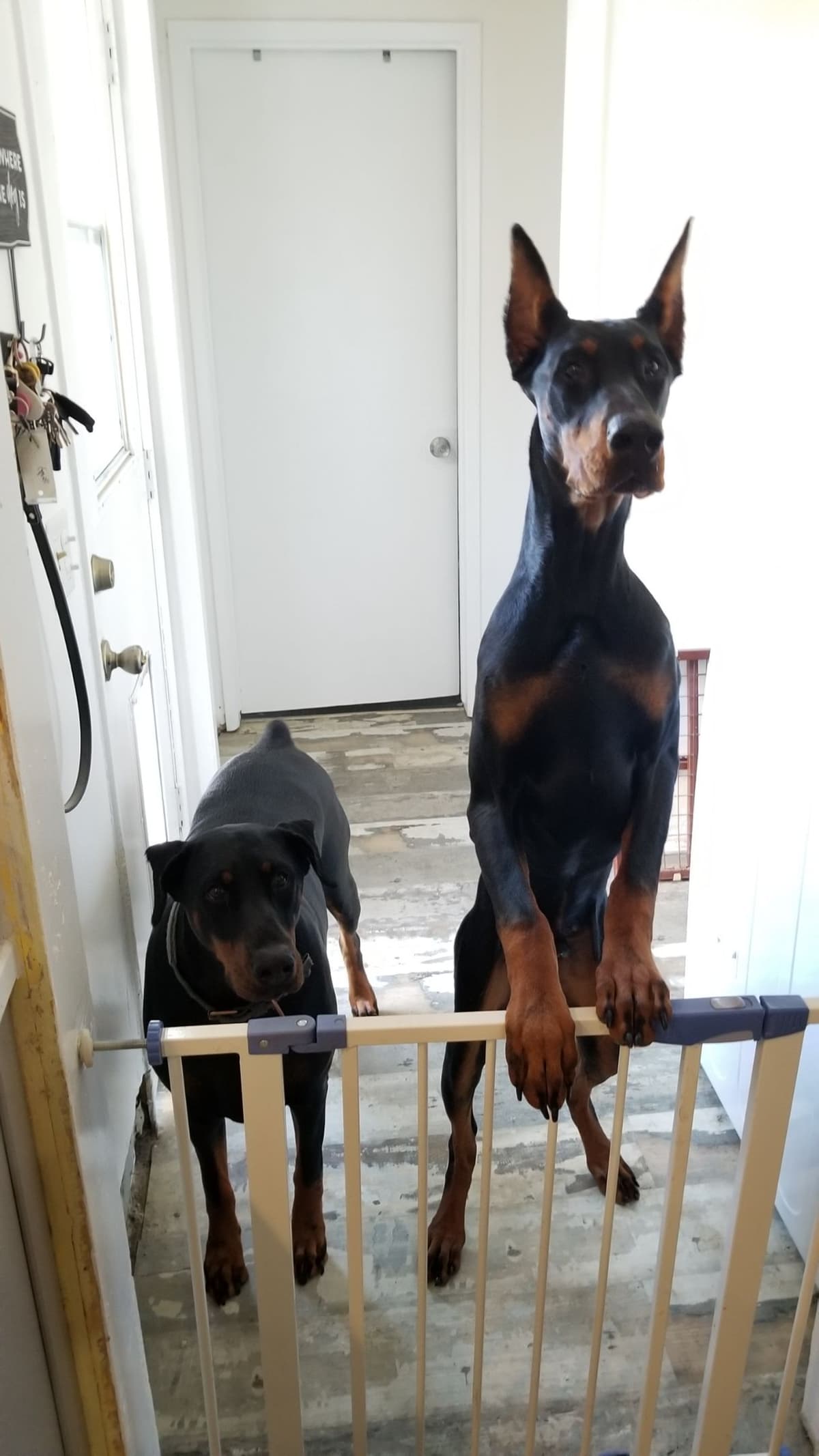 100% High Drive European Doberman Puppies breeder image 11