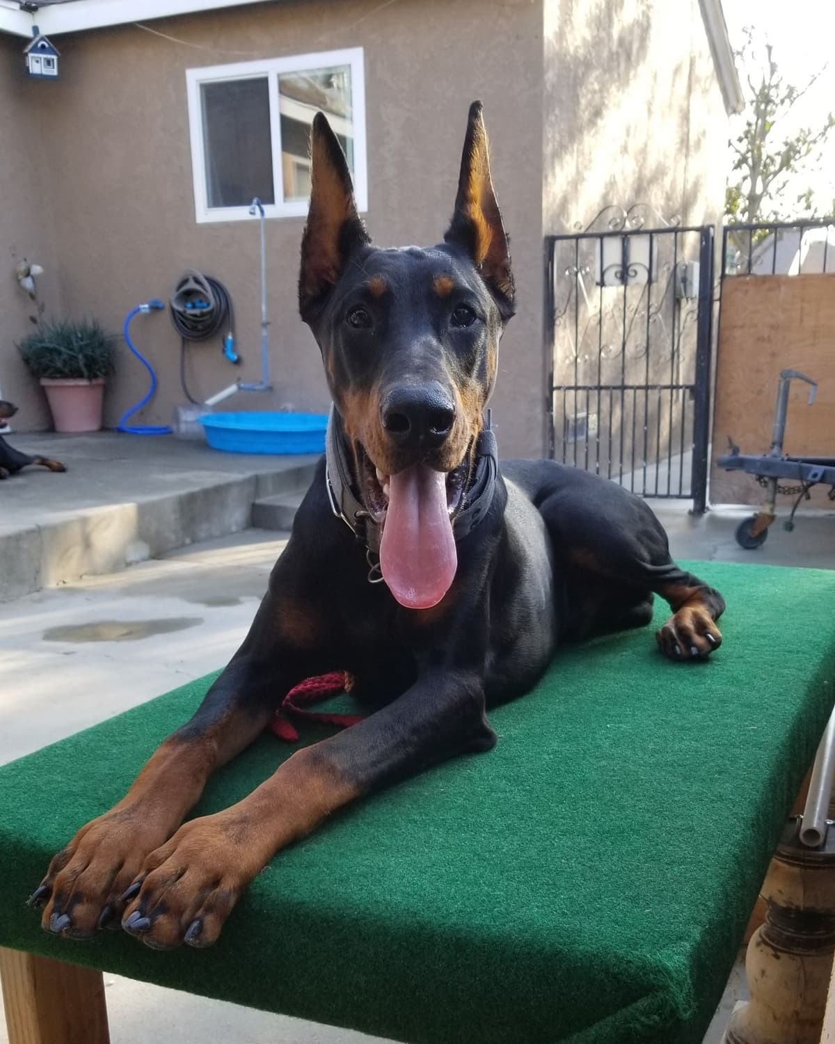 100% High Drive European Doberman Puppies breeder image 12