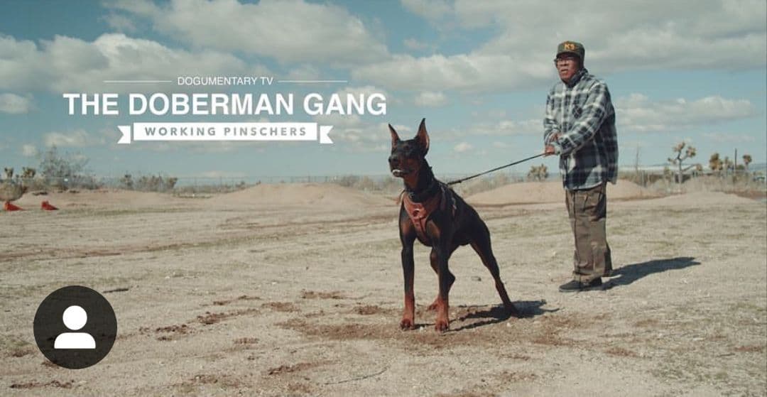 100% High Drive European Doberman Puppies breeder image 15