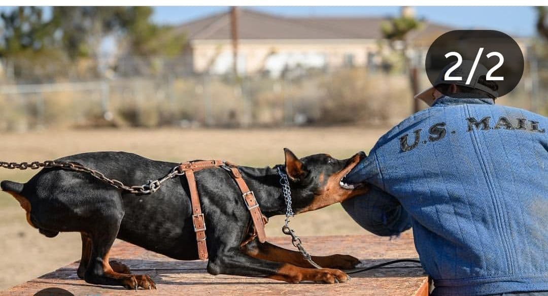100% High Drive European Doberman Puppies breeder image 16