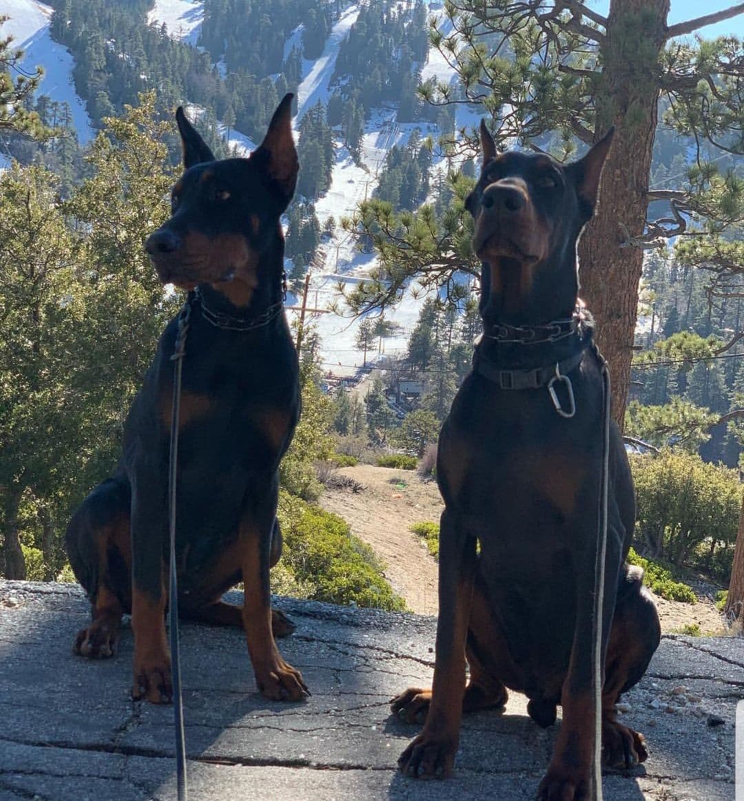 100% High Drive European Doberman Puppies breeder image 17