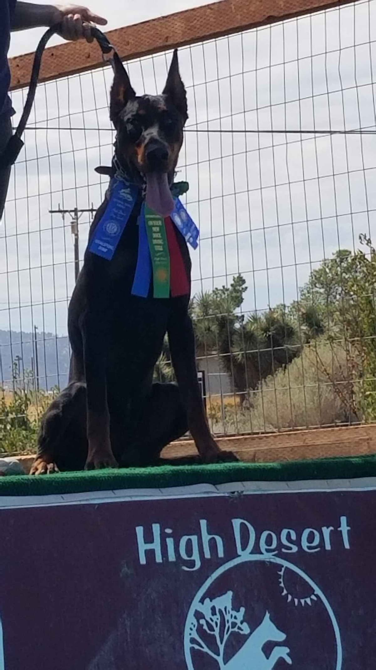100% High Drive European Doberman Puppies breeder image 18