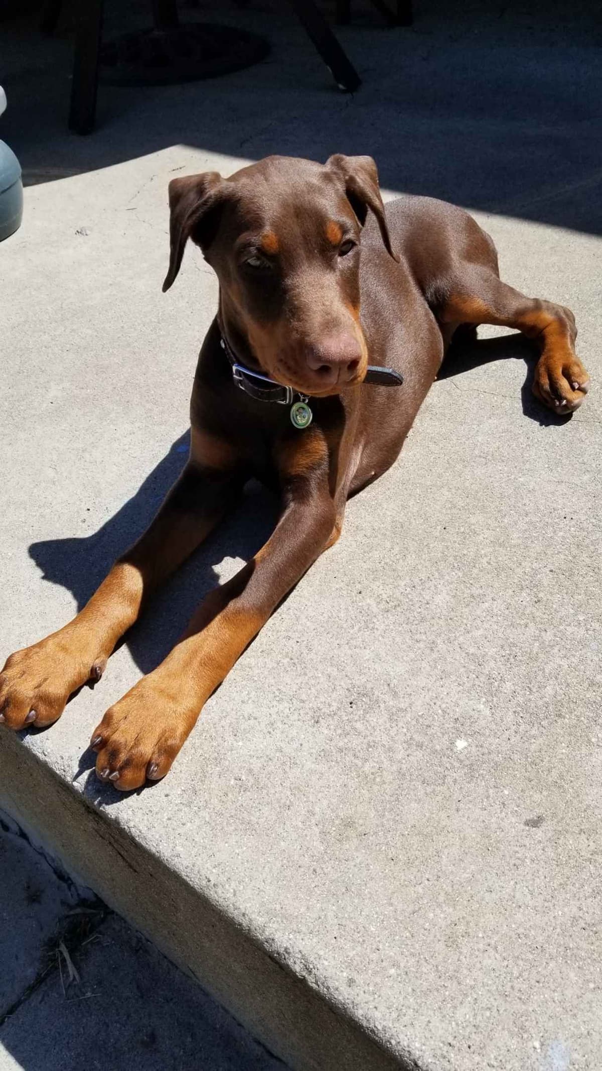 100% High Drive European Doberman Puppies breeder image 19
