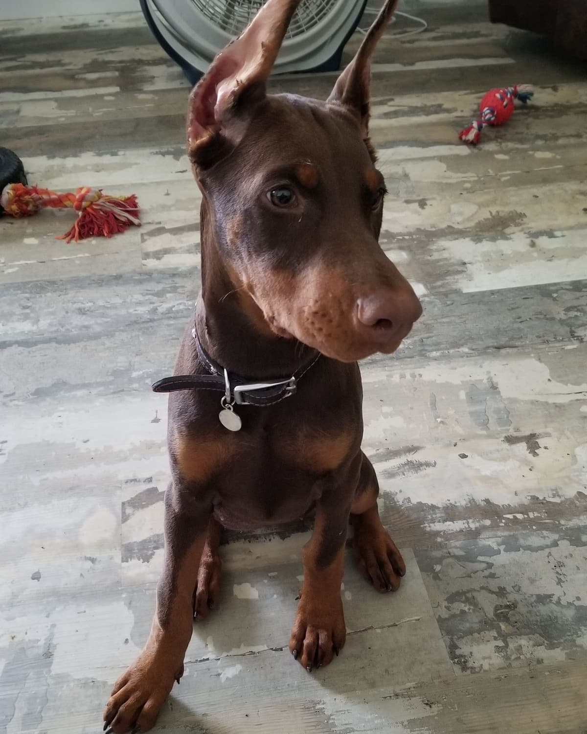 100% High Drive European Doberman Puppies breeder image 20