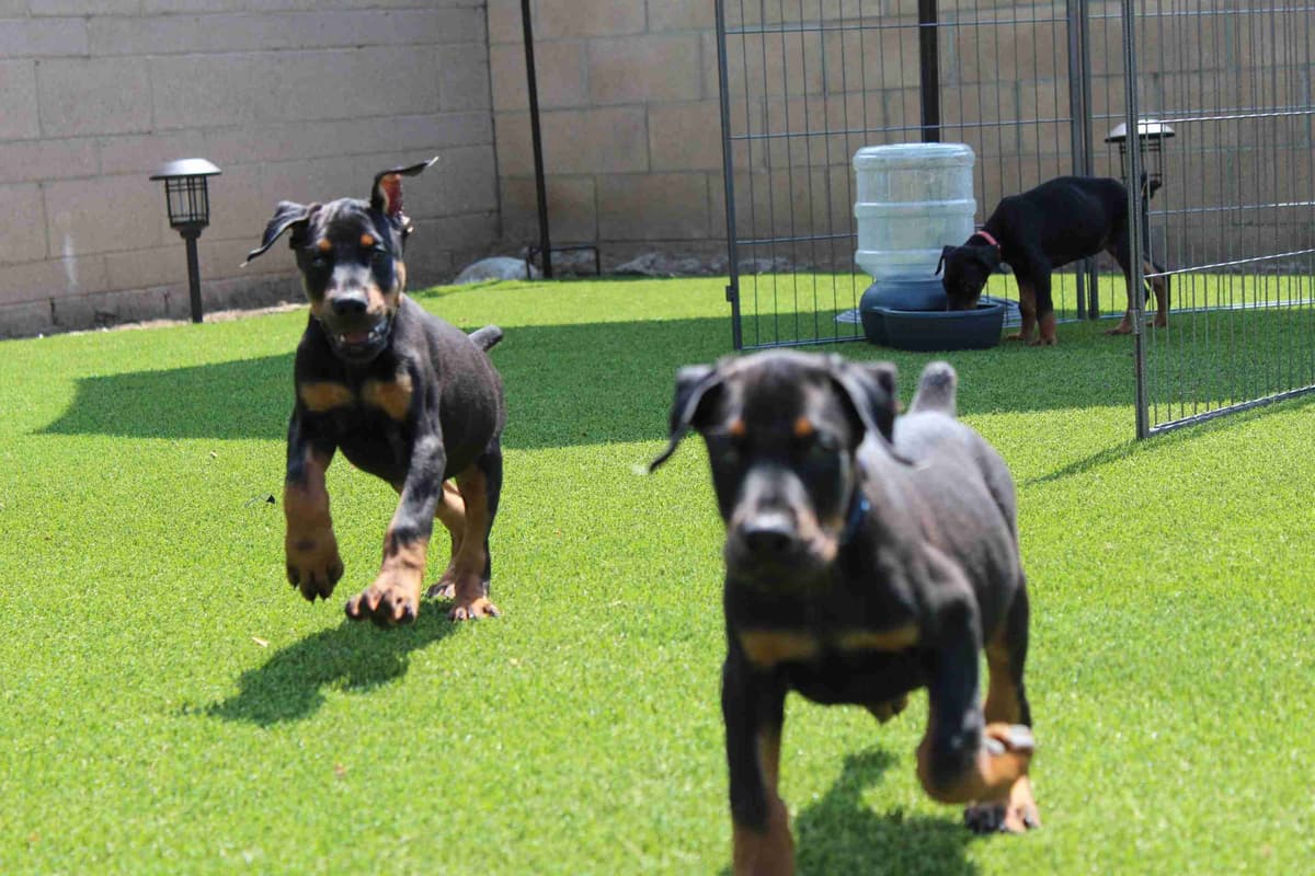 100% High Drive European Doberman Puppies breeder image 23