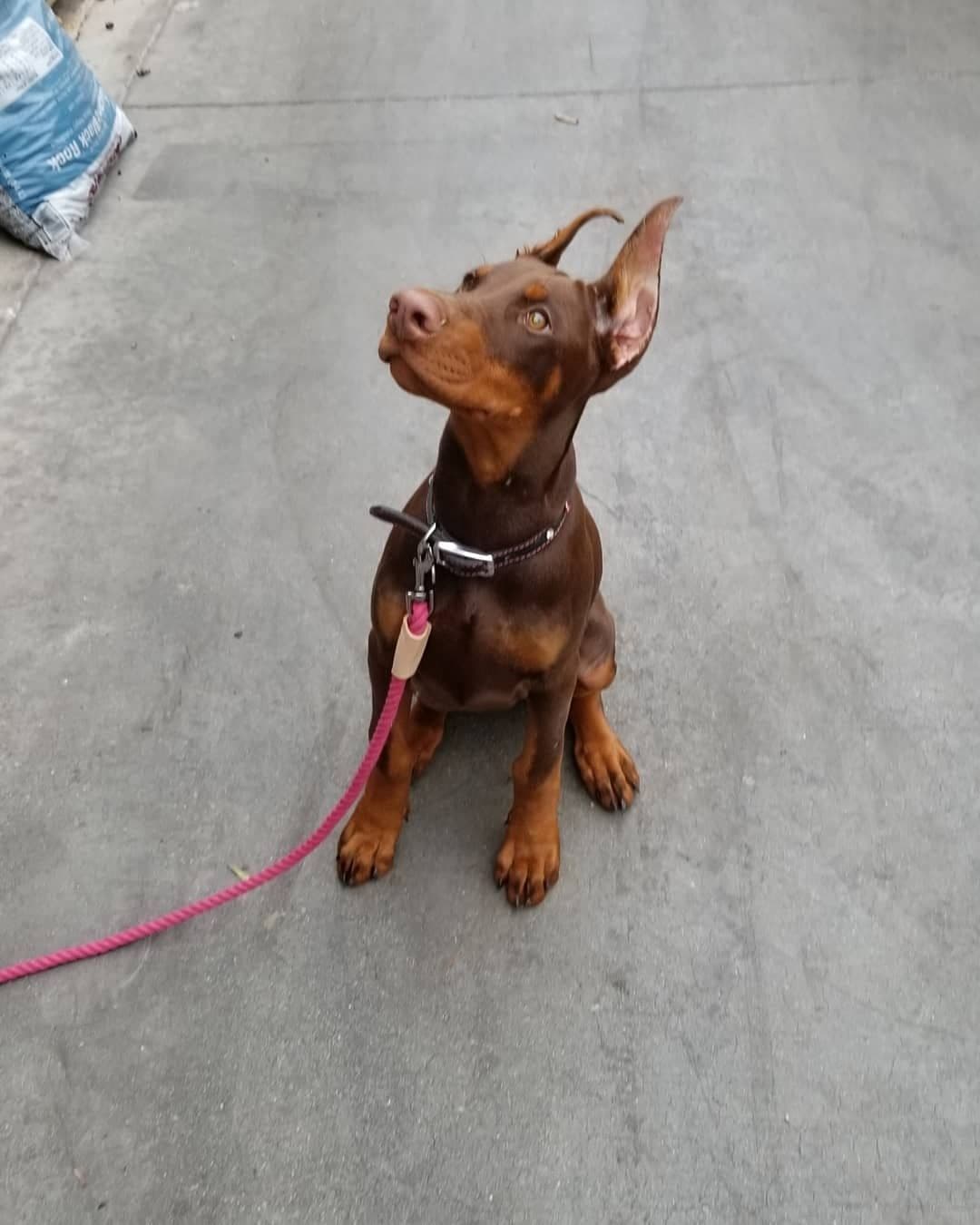 100% High Drive European Doberman Puppies breeder image 26