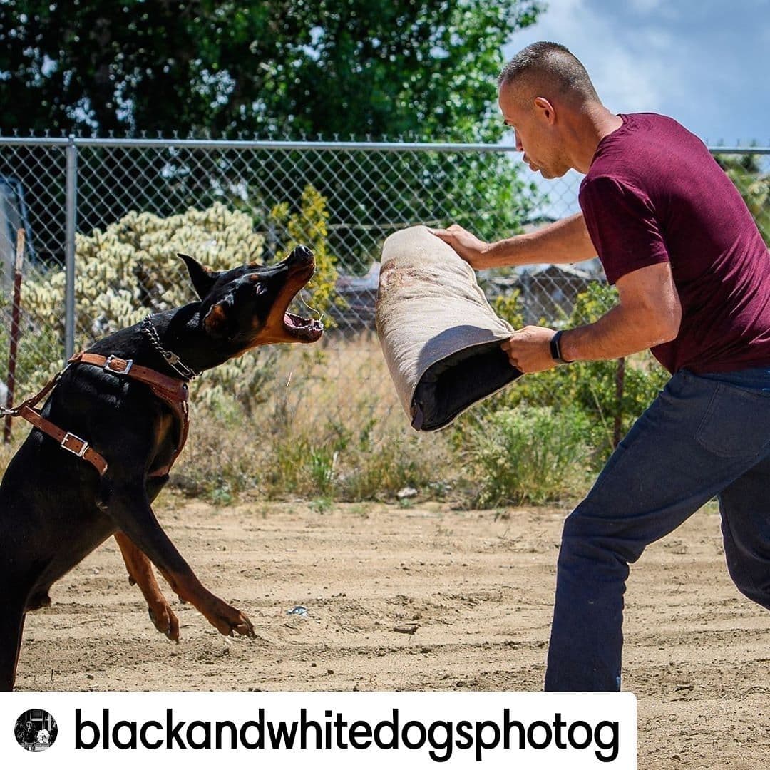 100% High Drive European Doberman Puppies breeder image 27