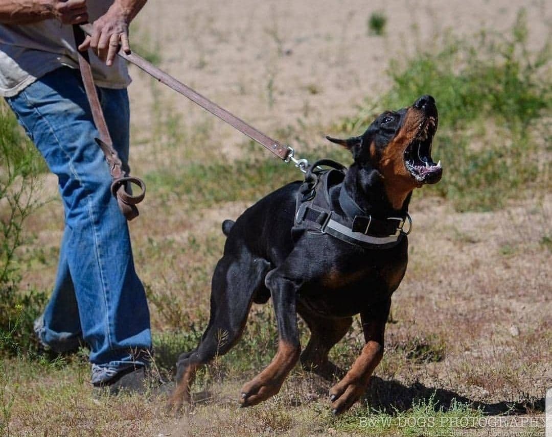 100% High Drive European Doberman Puppies breeder image 29