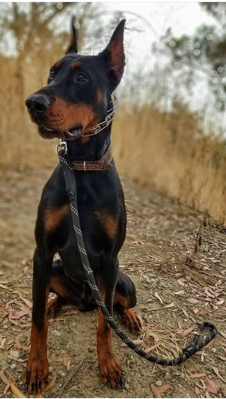 100% High Drive European Doberman Puppies breeder image 30