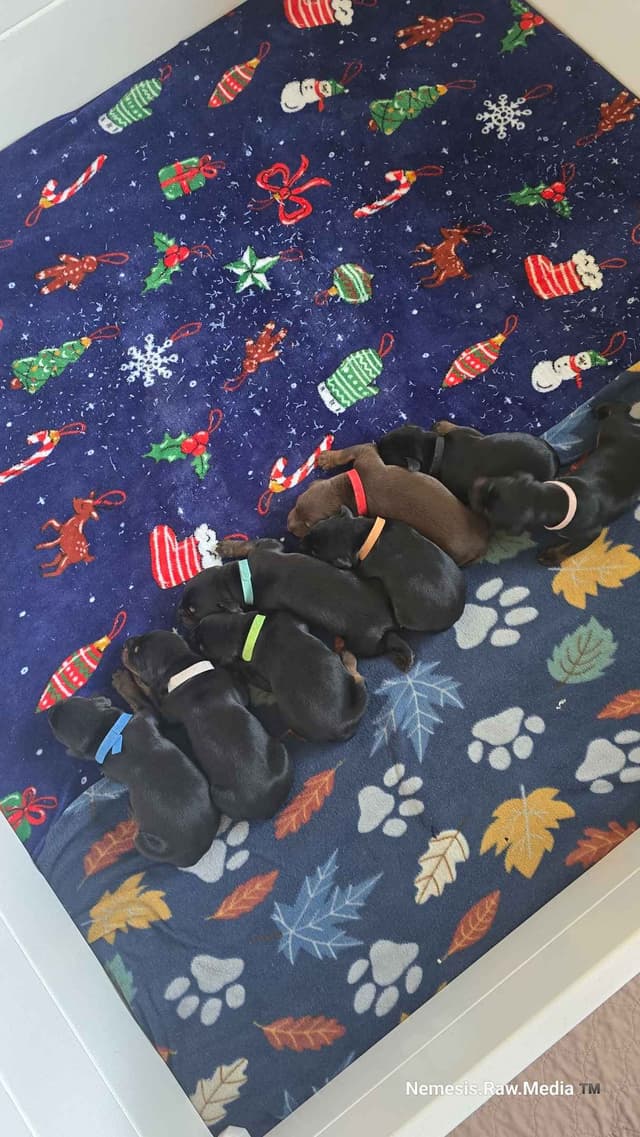 100% High Drive European Doberman Puppies media 2