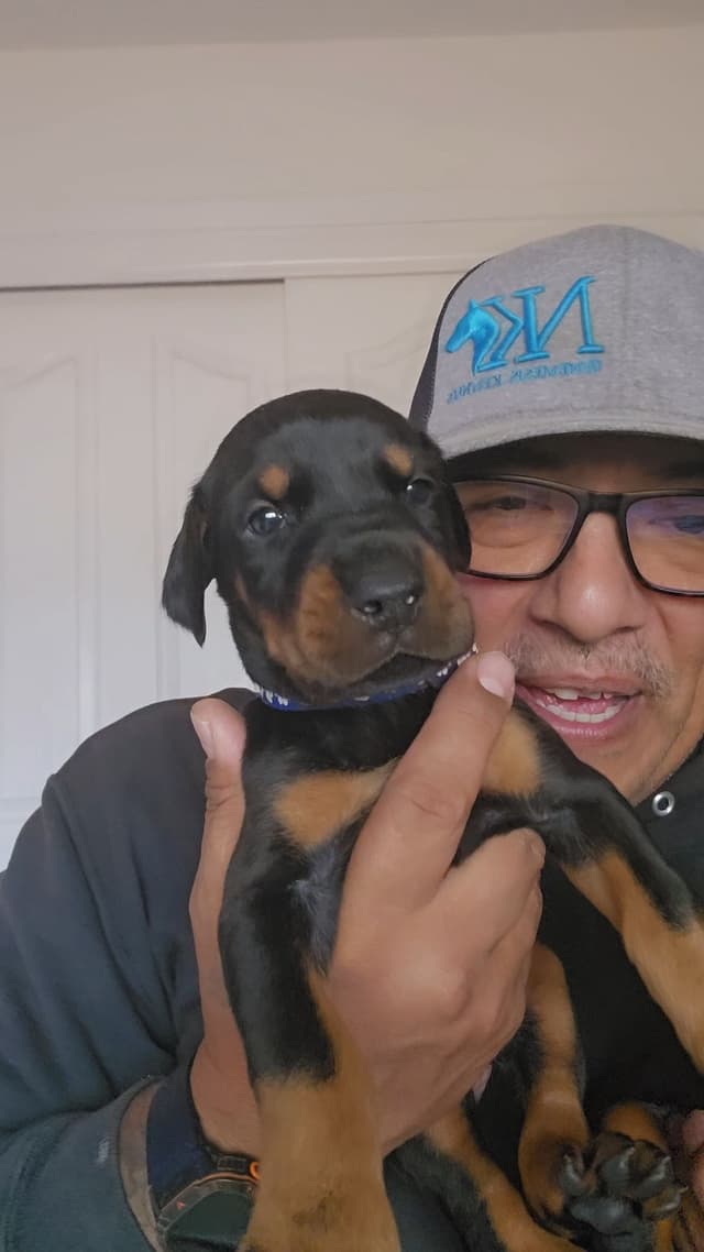 100% High Drive European Doberman Puppies media 3