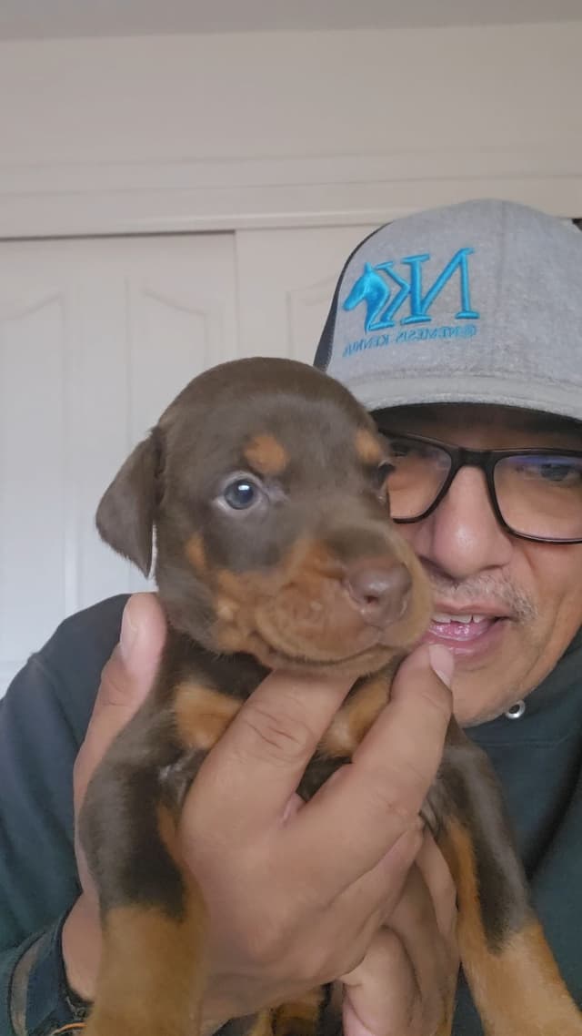 100% High Drive European Doberman Puppies media 4
