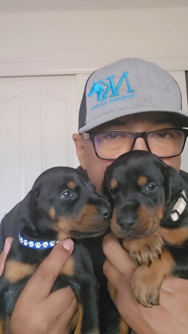 100% High Drive European Doberman Puppies media 5