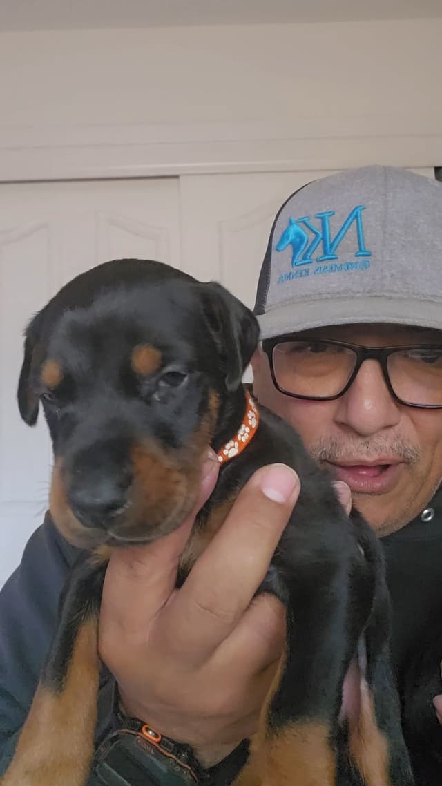 100% High Drive European Doberman Puppies media 6