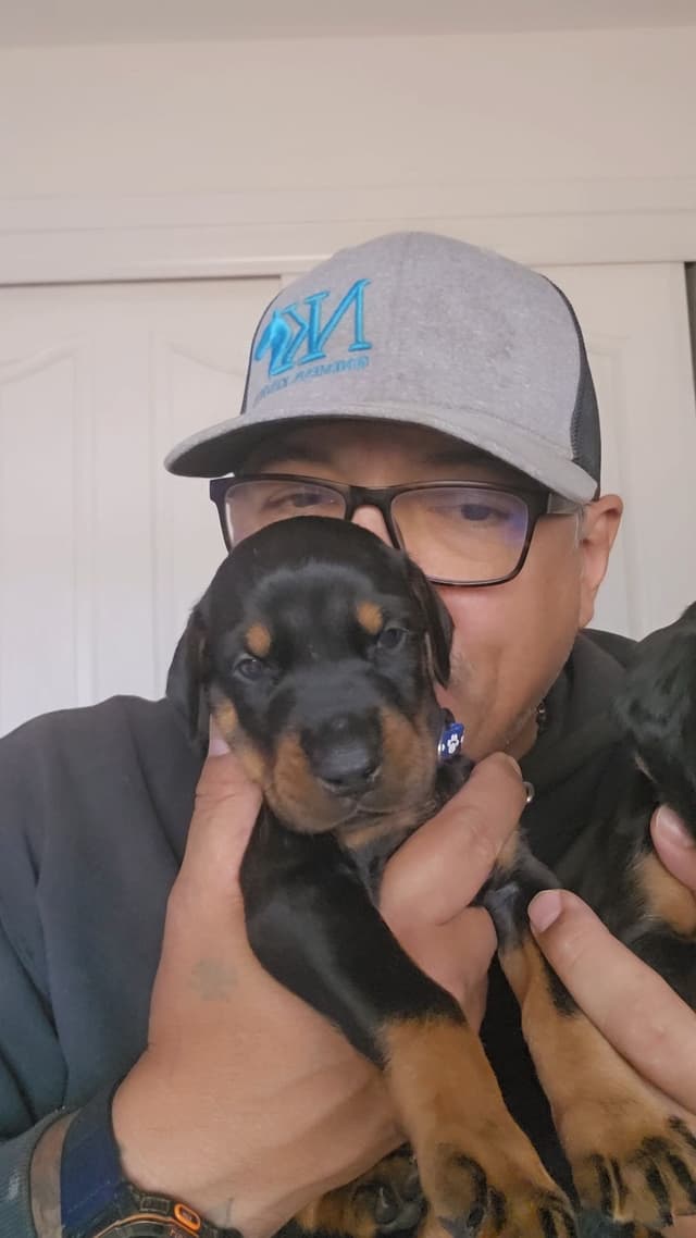 100% High Drive European Doberman Puppies media 7