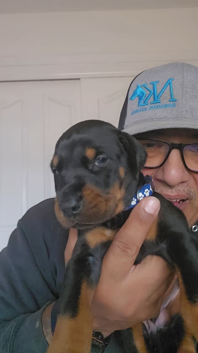 100% High Drive European Doberman Puppies media 8