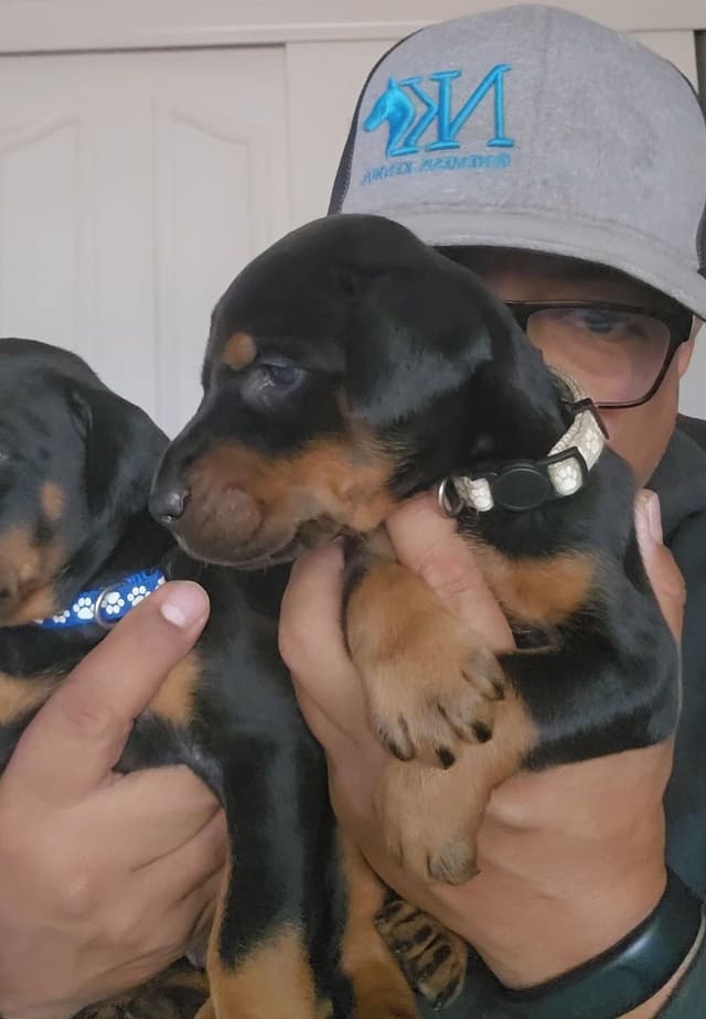 100% High Drive European Doberman Puppies media 9